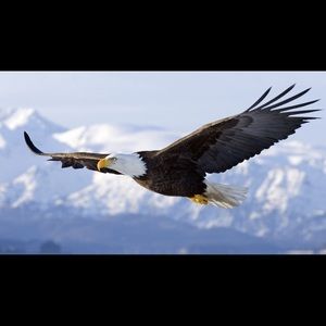 Meet your Posher, Bertha